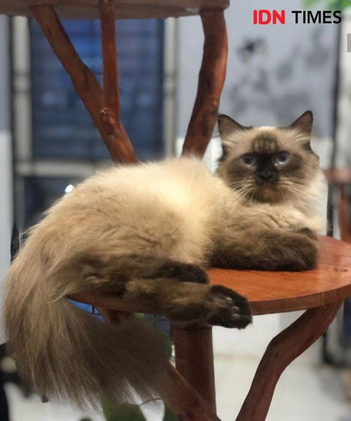 IDN Times/Indah Permata Sari