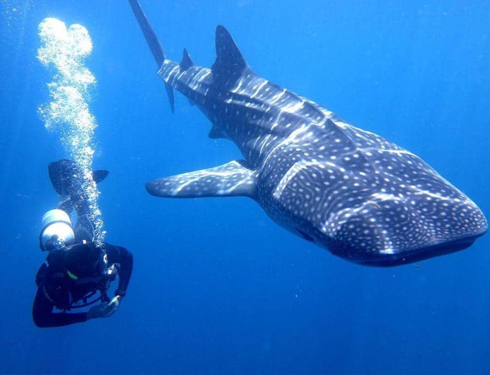 instagram.com/dammykamil