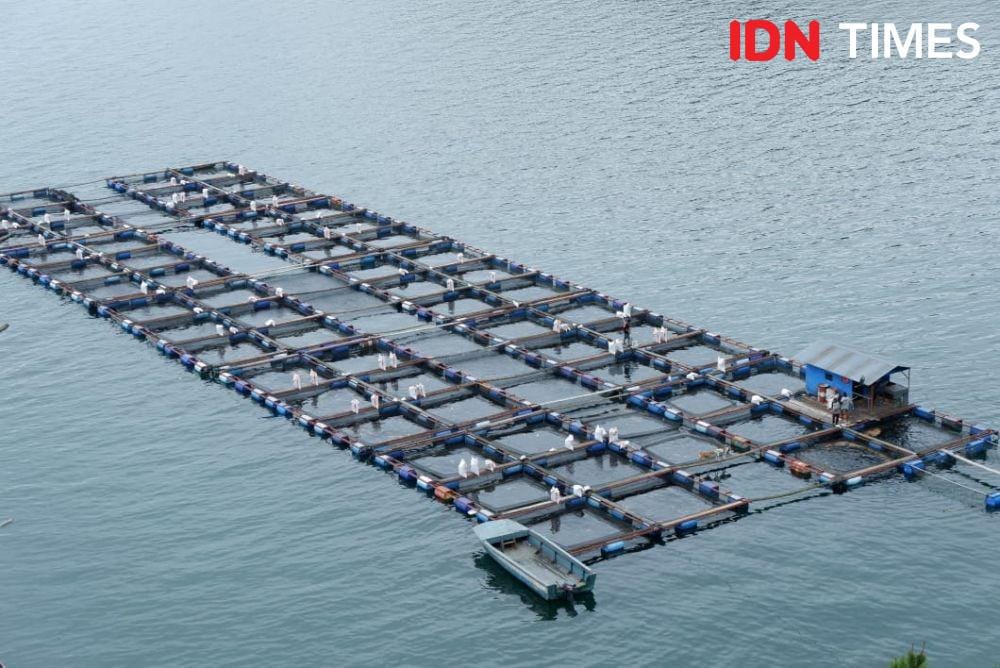 Keramba Jaring Apung (KJA) dianggap berkontribusi pada pencemaran lingkungan Danau Toba (IDN Times/Prayugo Utomo)