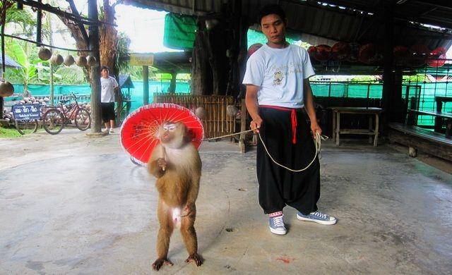 mychiangmaitour.com