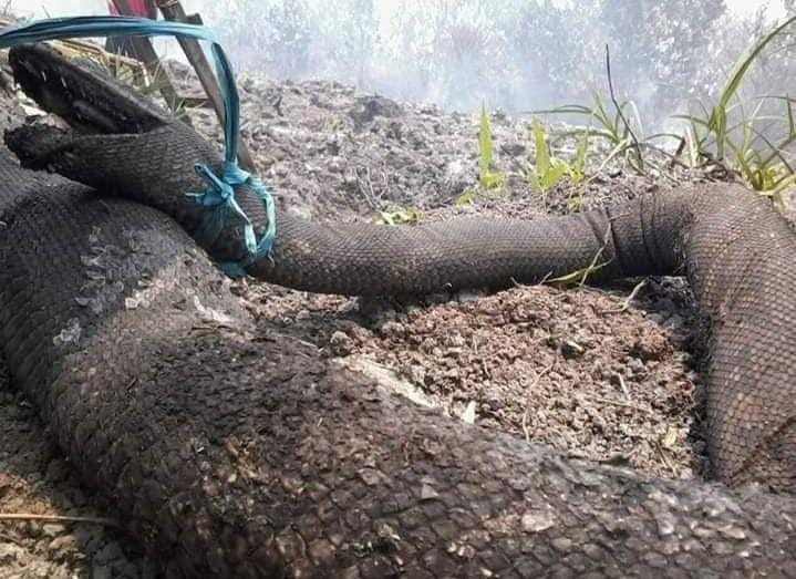 Istimewa/facebook Johan Michael Median Pasha