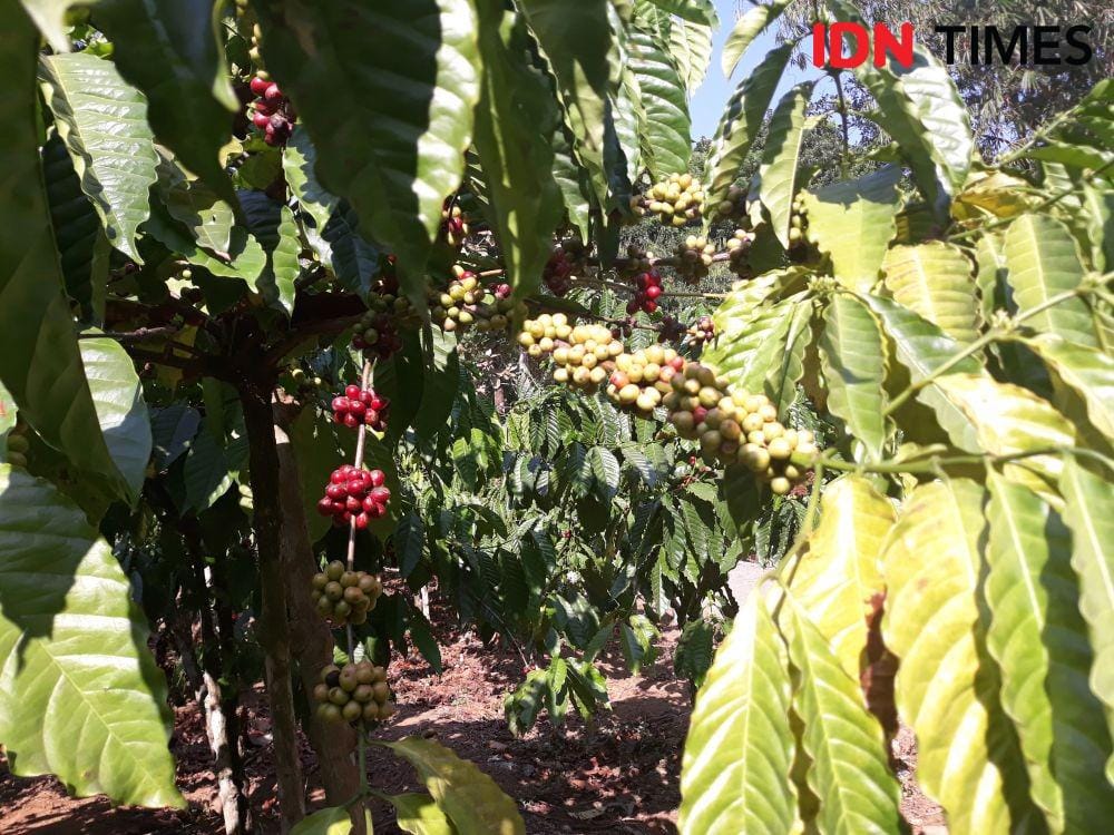 IDN Times/Indiana Malia