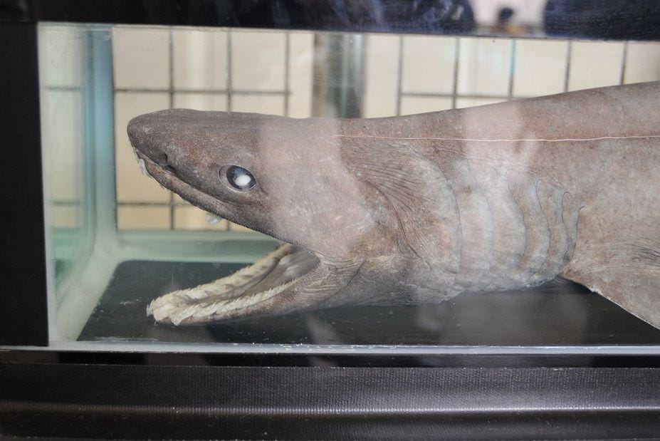 Commons.wikimedia.org