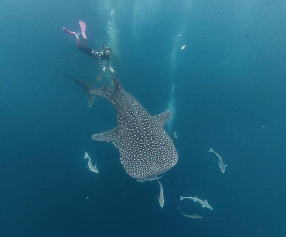 instagram.com/marischkaprue