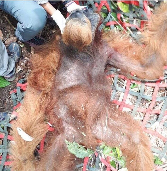 Instagram/@orangutaninformationcentre