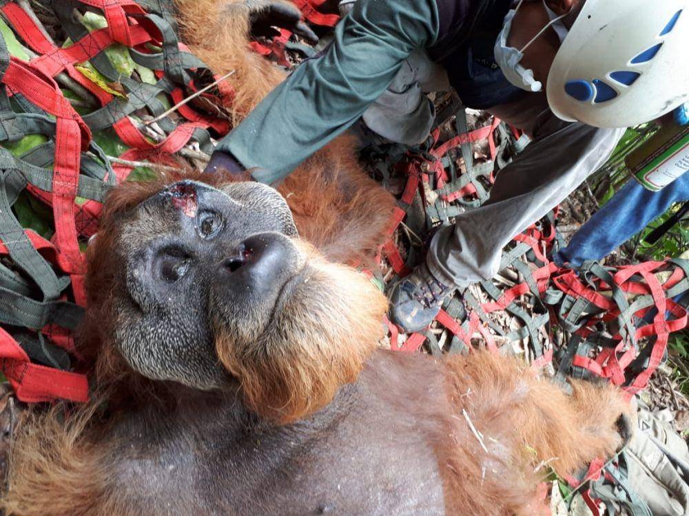 Instagram/@orangutaninformationcentre