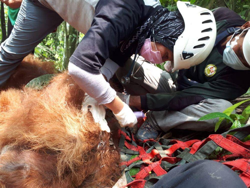 Instagram/@orangutaninformationcentre