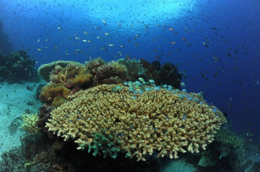 Dok.Pribadi/Jean Michel