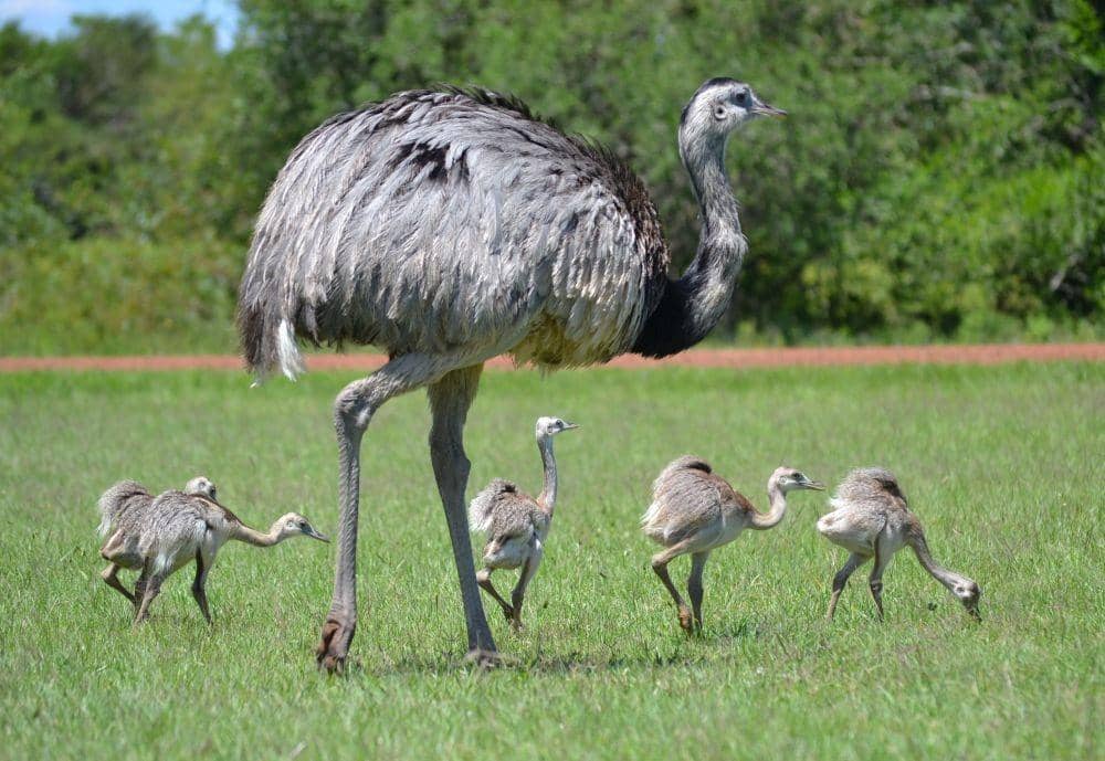 bushsnobinafrica.com