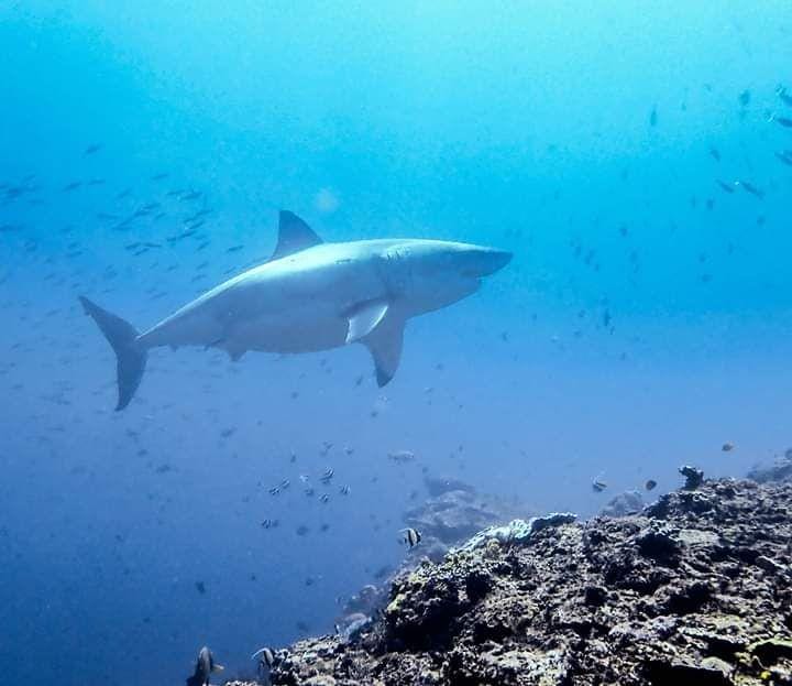 Dok.IDNTimes/Blue Corner Dive