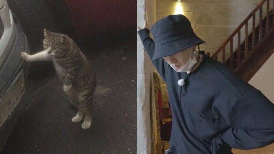 twitter.com/lilmeowmeowsuga