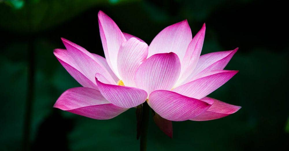 Pixabay/jennyzhh2008