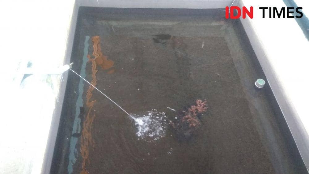 IDN Times/Oetoro Aji