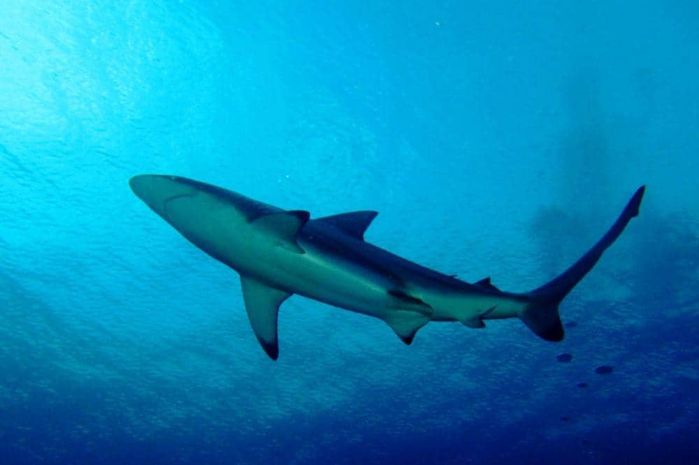 Dok.IDNTimes/Jean Michel