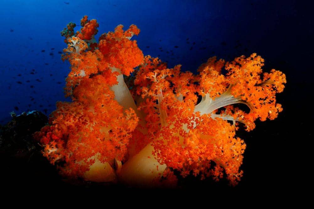 Dok.IDNTimes/Jean Michel