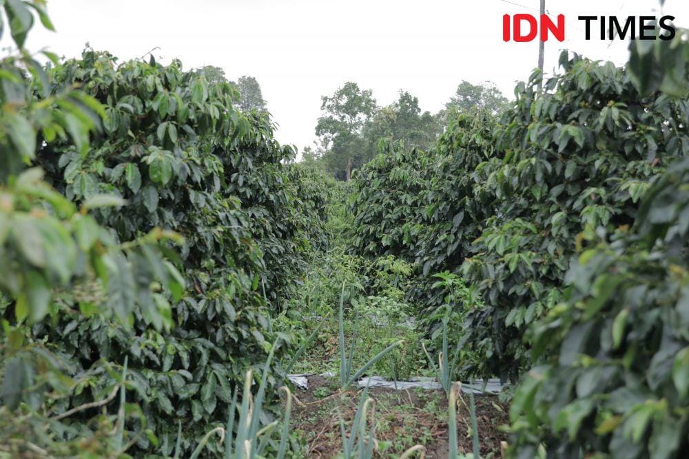 IDN Times/Vanny El Rahman