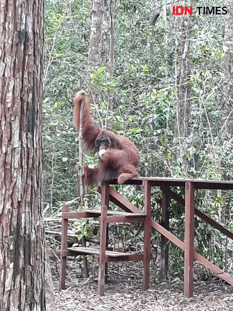 IDN Times/ Dini suciatiningrum