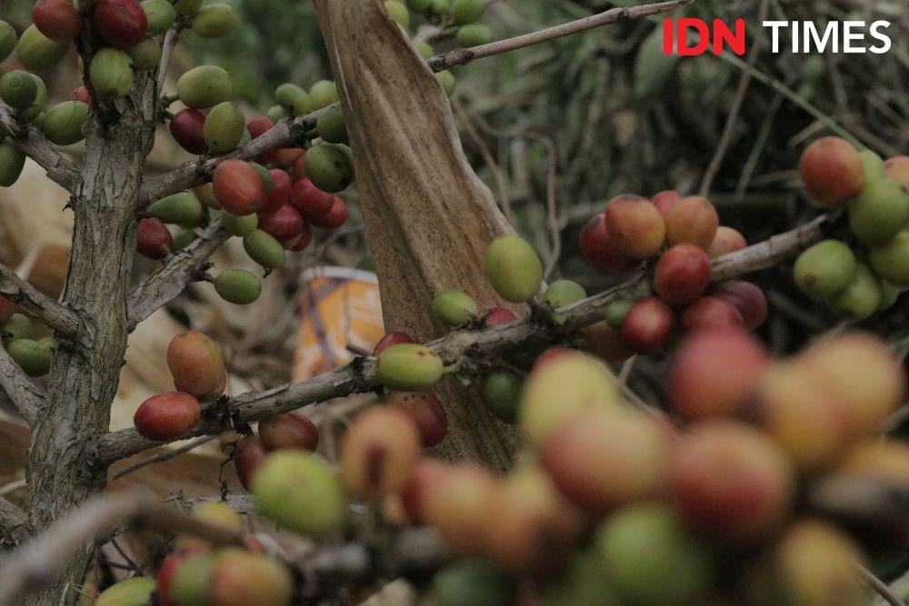 IDN Times/Vanny El Rahman