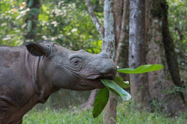 globalwildlife.org