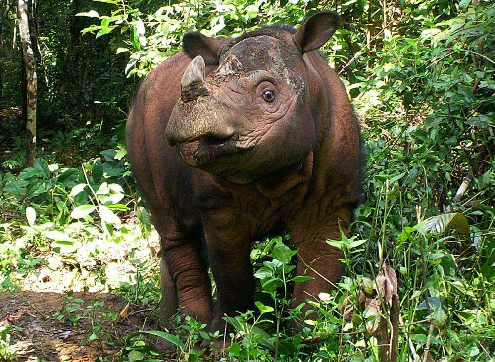 intlrhinofoundation.wordpress.com