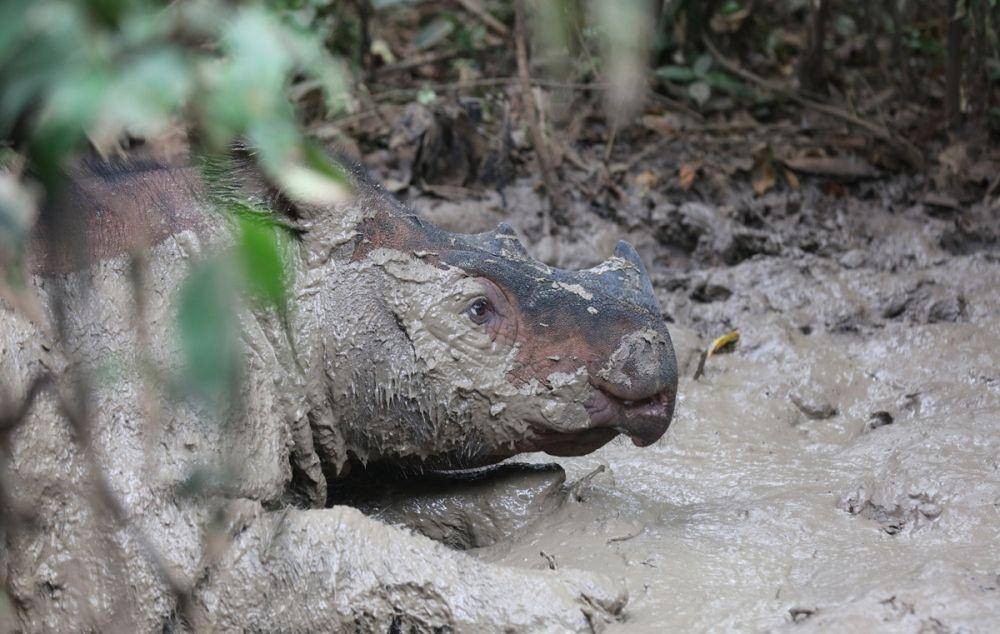 mongabay.com