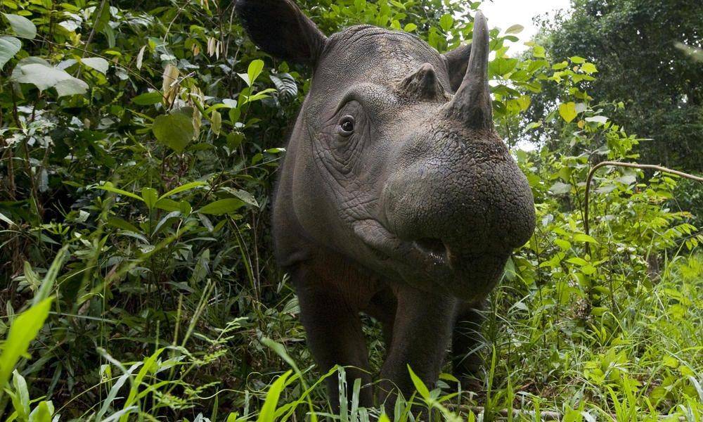worldwildlife.org
