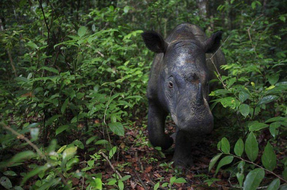 savetherhino.org