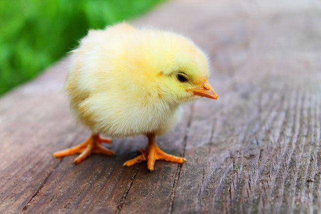 Anak ayam