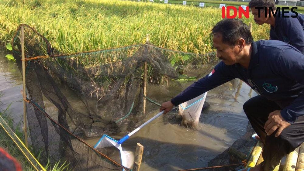 IDN Times/Daruwaskita