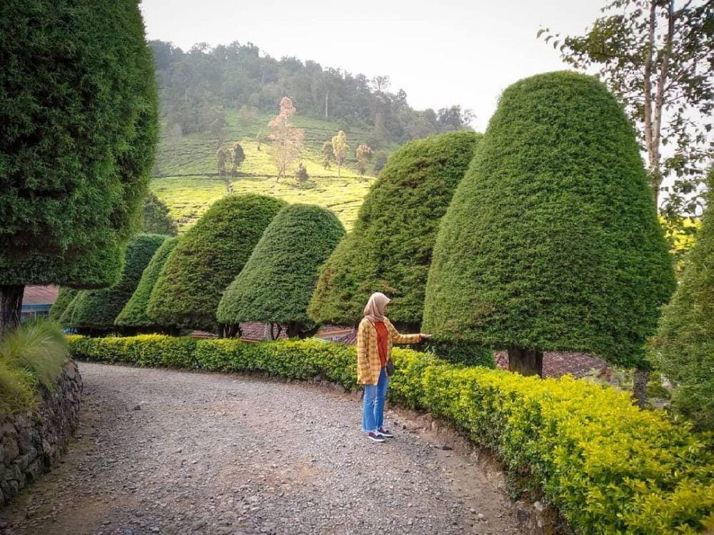 instagram.com/chachashawol