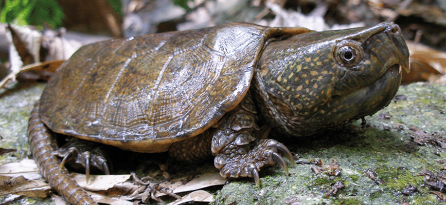 asianturtleprogram.org