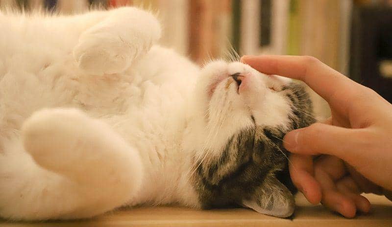 pexels.com/Buenosia Carol