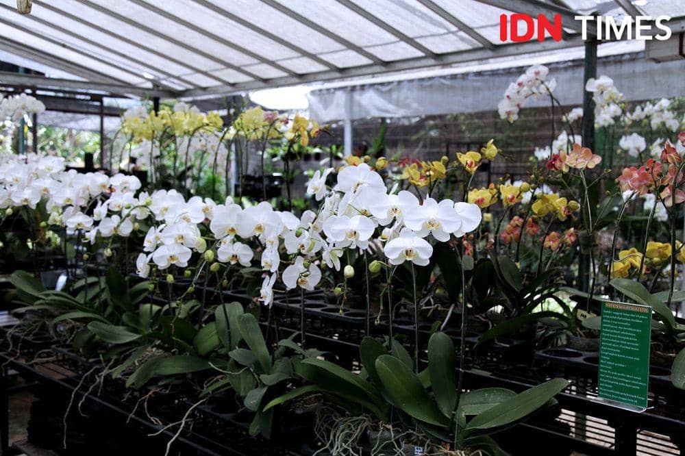 IDN Times/Rully Bunga