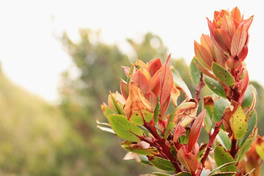 Dok. Pribadi/Intan Deviana