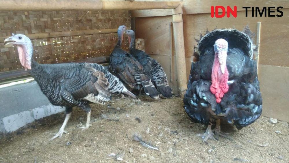 IDN Times/Oetoro Aji