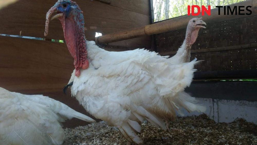 IDN Times/Oetoro Aji