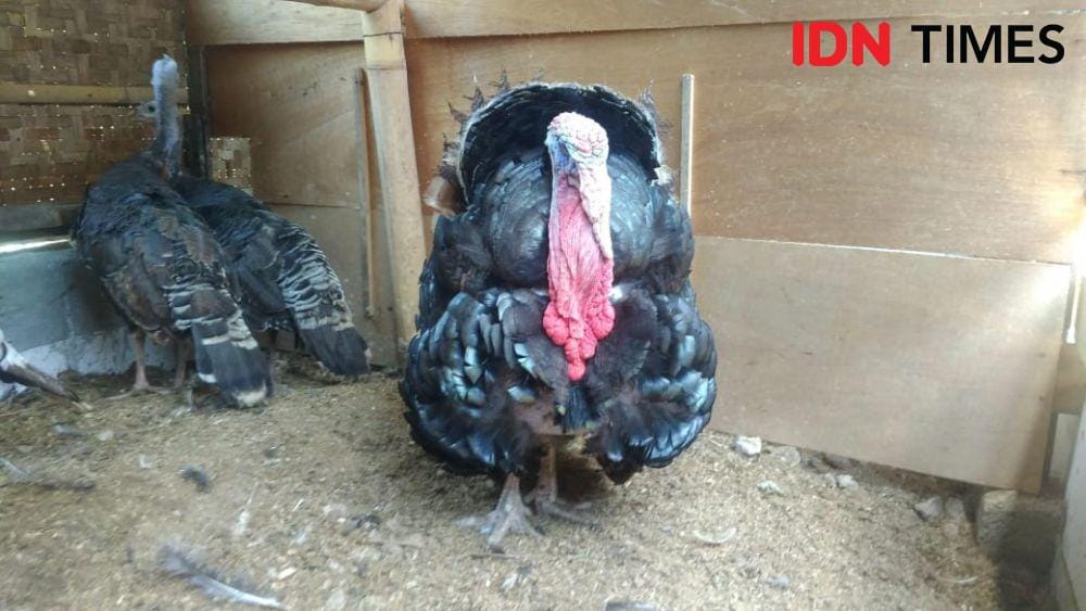 IDN Times/Oetoro Aji