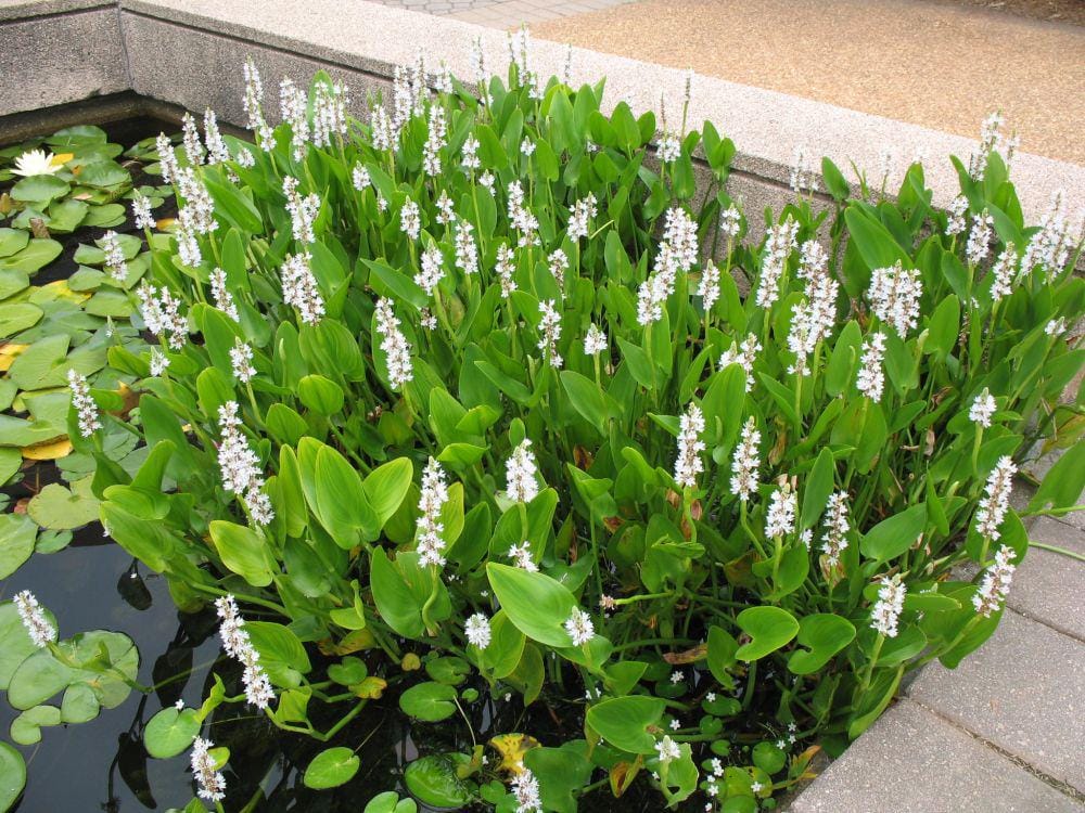 onlineplantguide.com