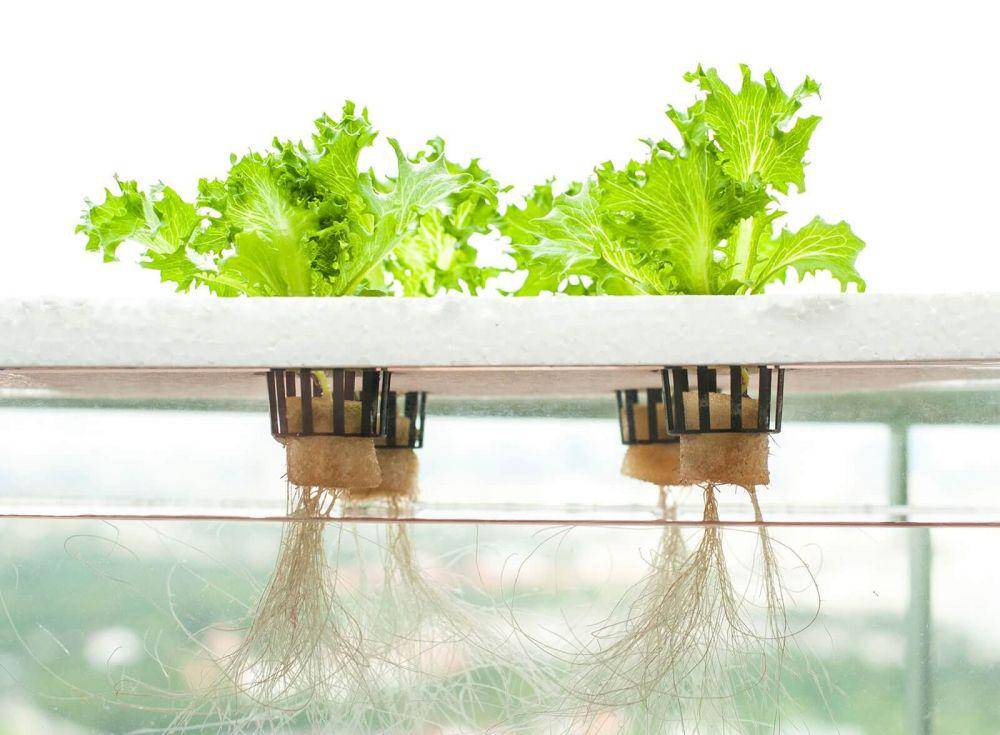florahydroponics.com