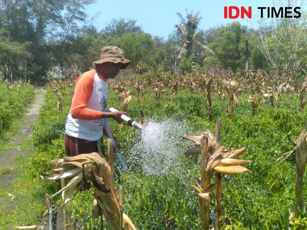 IDN Times/Daruwaskita