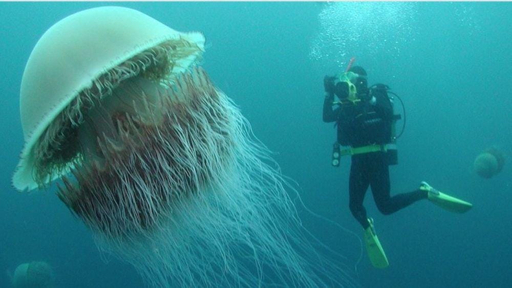 nauticalnewstoday.com