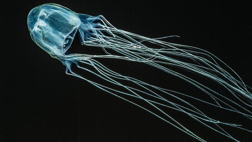 boxjellyfish.net