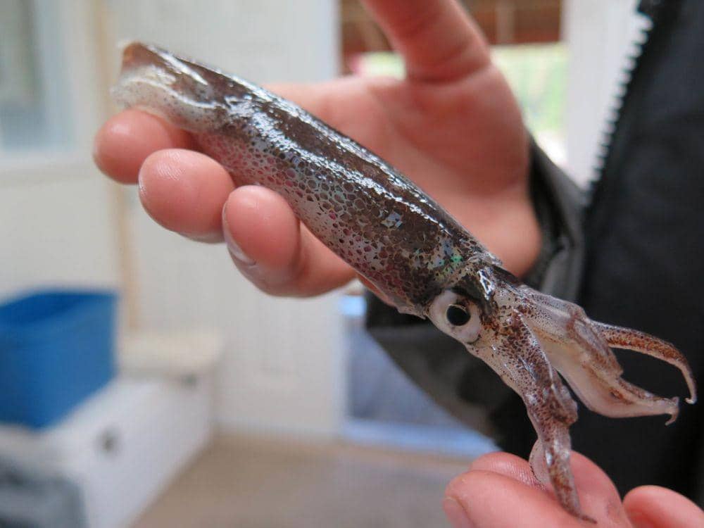 centralcoastbiodiversity.org