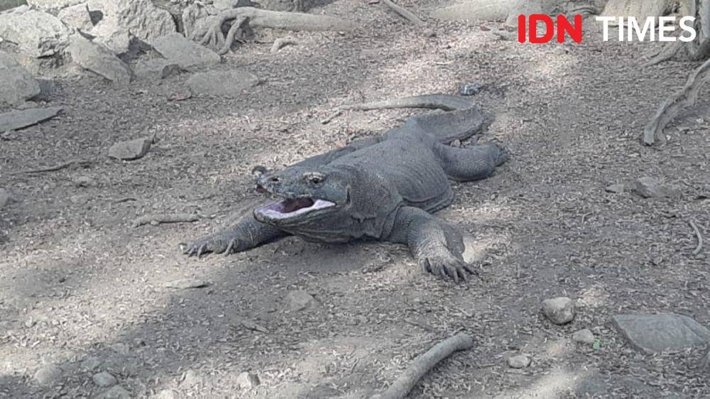 IDN Times/Gregorius Aryodamar P
