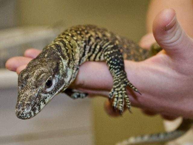 maddiesmagicallandofendangeredanimals.weebly.com