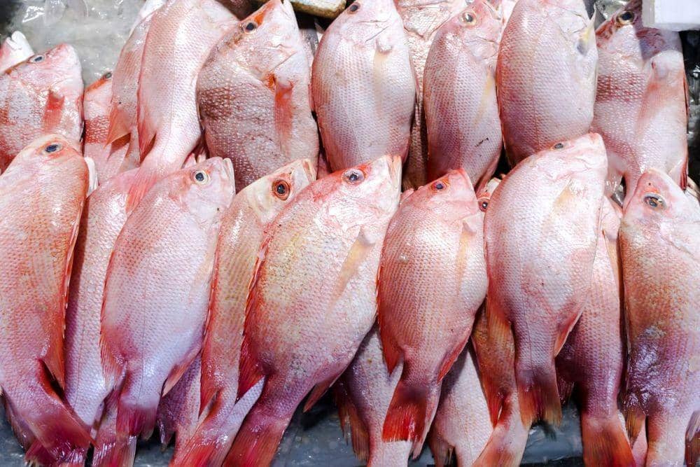 freshredsnapper.com
