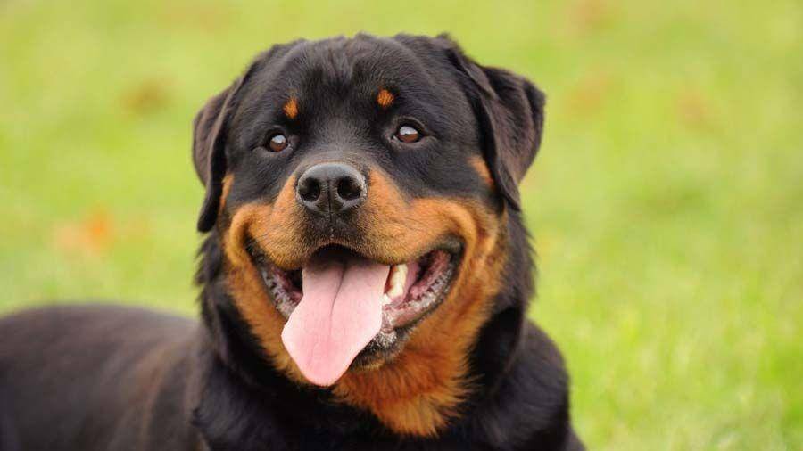 dogbreedslist.info