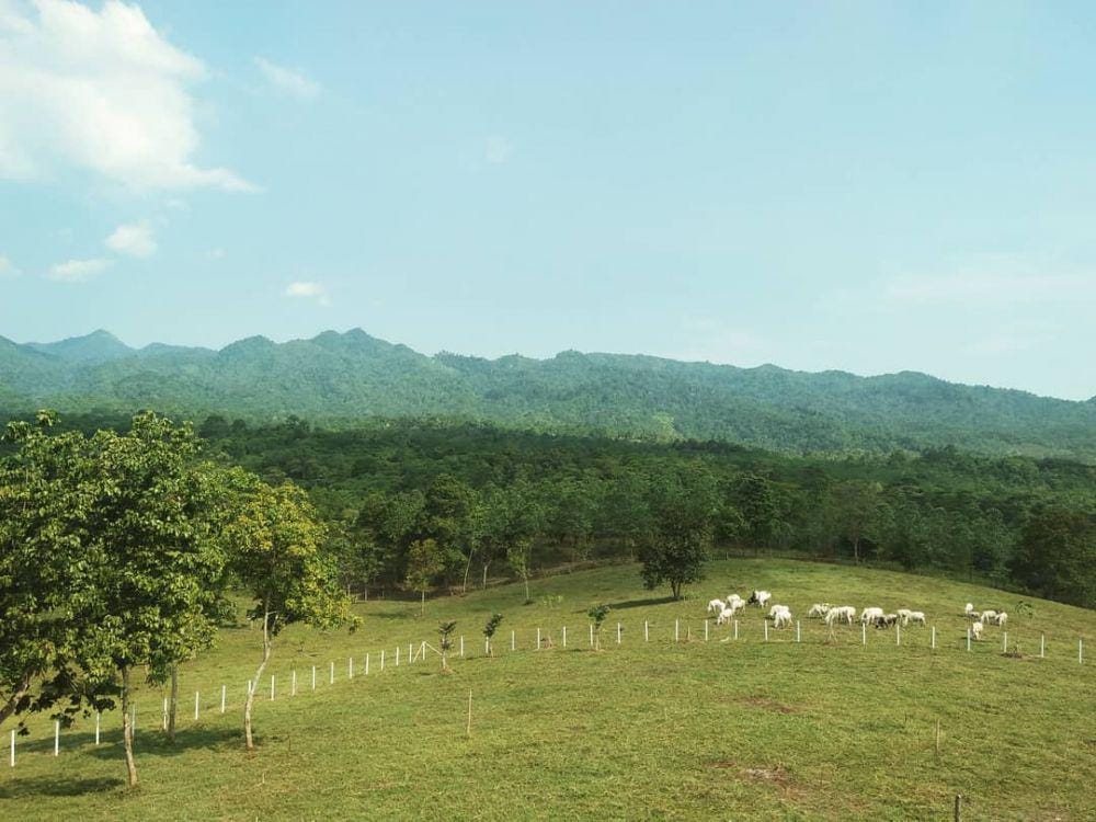 instagram.com/bukitwaruwangi