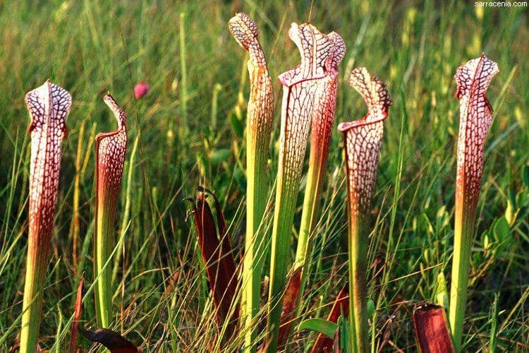 sarracenia.com