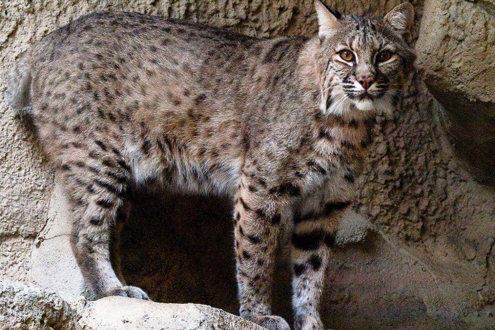 Wikimedia Commons/Malcolm